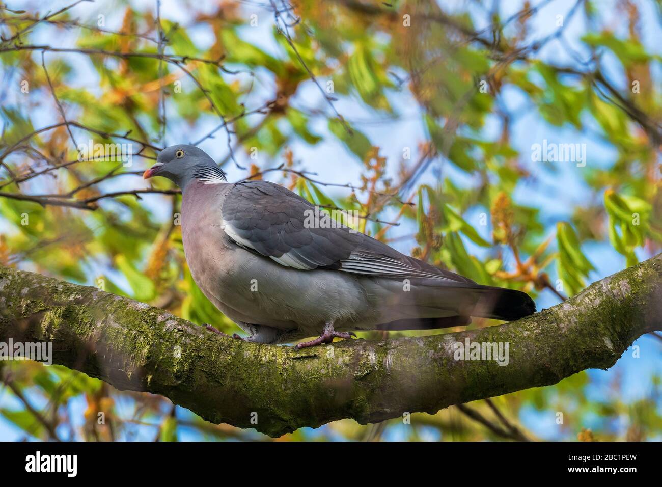 Woodpigeon comune in un albero. Foto Stock