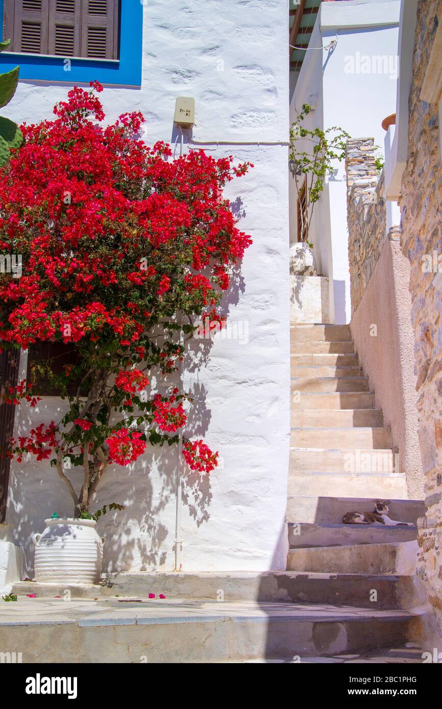 Vista sulla strada di Ano Syros con alberi di bougainvillea colorati e case tradizionali sull'isola di Syros, Grecia Foto Stock