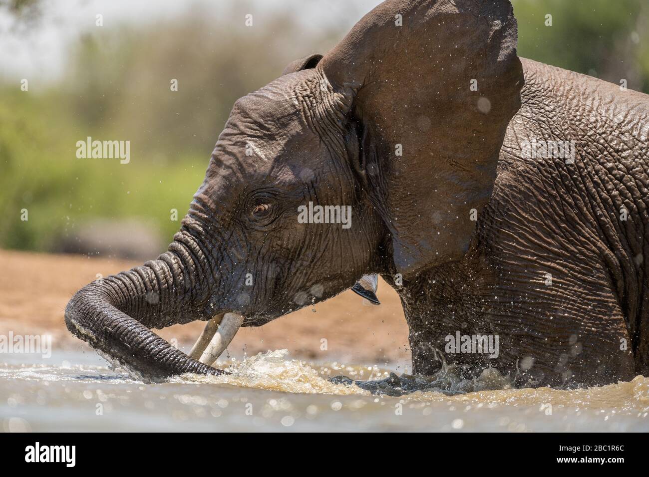 Un ritratto di azione ravvicinato di un elefante che nuota, che spruzzi, gioca e beve in un buco d'acqua presso la Madikwe Game Reserve, Sudafrica. Foto Stock