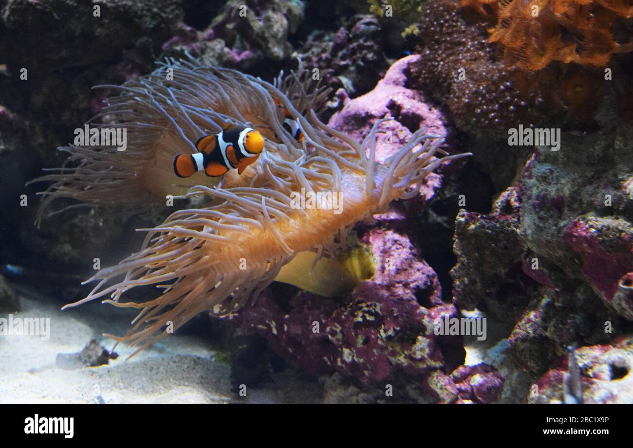 Clownfish Nuoto intorno ad un Anemone Foto Stock