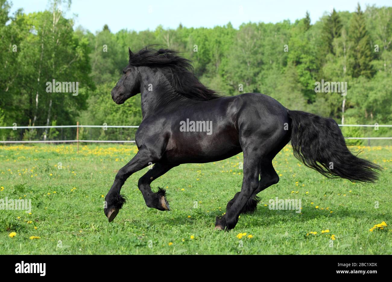 Il cavallo nero friesiano corre il galoppo in libertà prato estivo Foto Stock