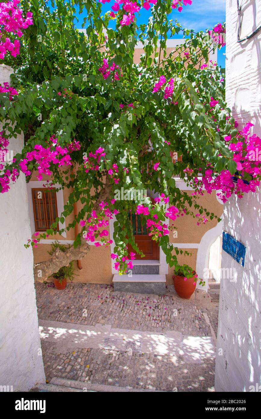Vista sulla strada di Ano Syros con alberi di bougainvillea colorati e case tradizionali sull'isola di Syros, Grecia Foto Stock