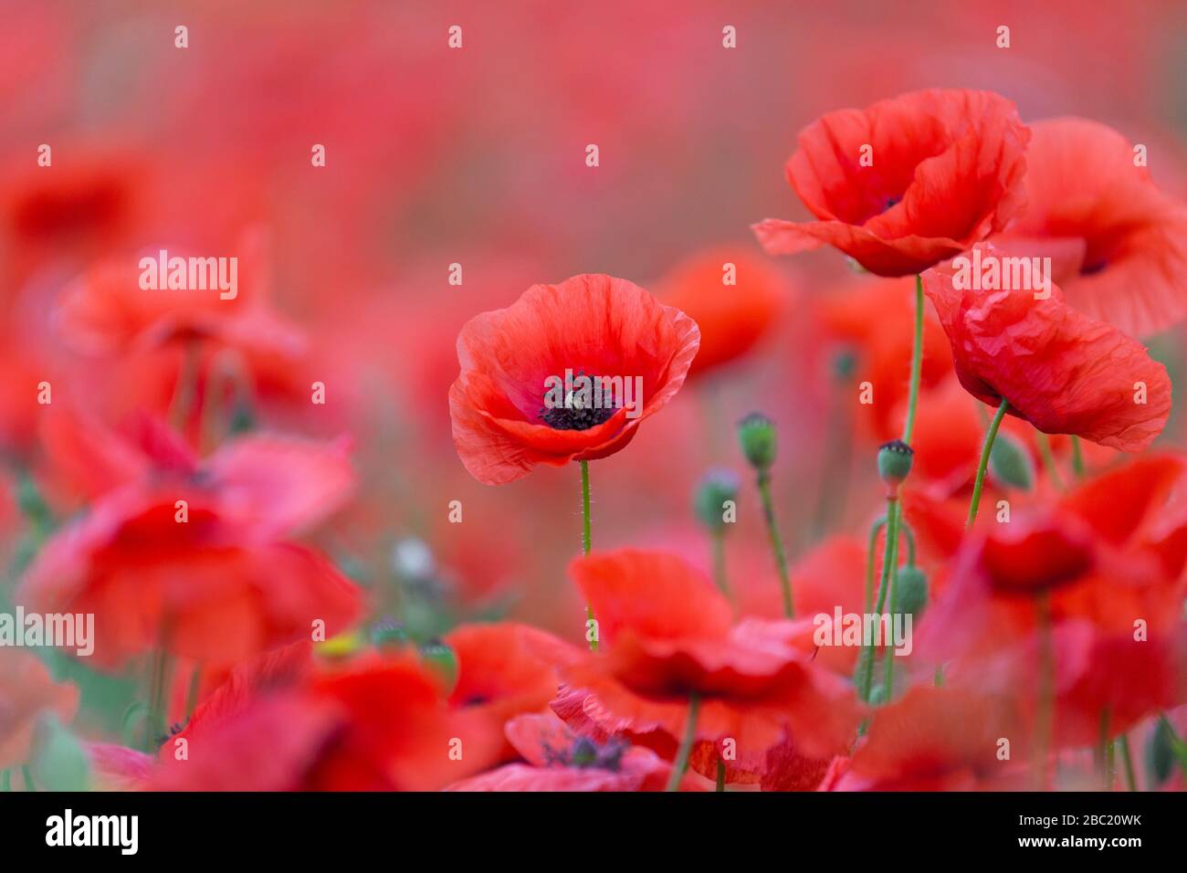 Papaveri comuni / papavero rosso / papaveri di mais (Papaver rhoeas) fioritura in prato / campo in estate Foto Stock