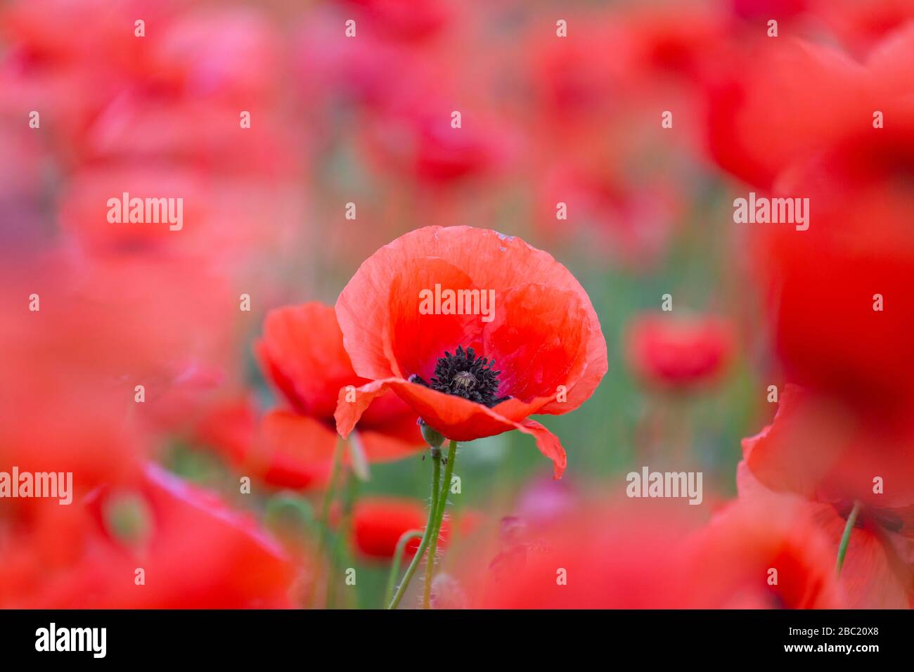 Papaveri comuni / papavero rosso / papaveri di mais (Papaver rhoeas) fioritura in prato / campo in estate Foto Stock