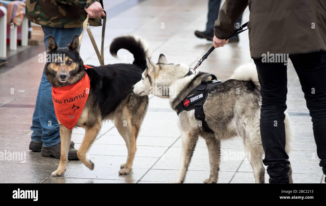 Vilnius / Lituania - 2020-03-08: Festa di San Casimiro. Cane dal riparo (a sinistra) incontro con il suo amico Foto Stock