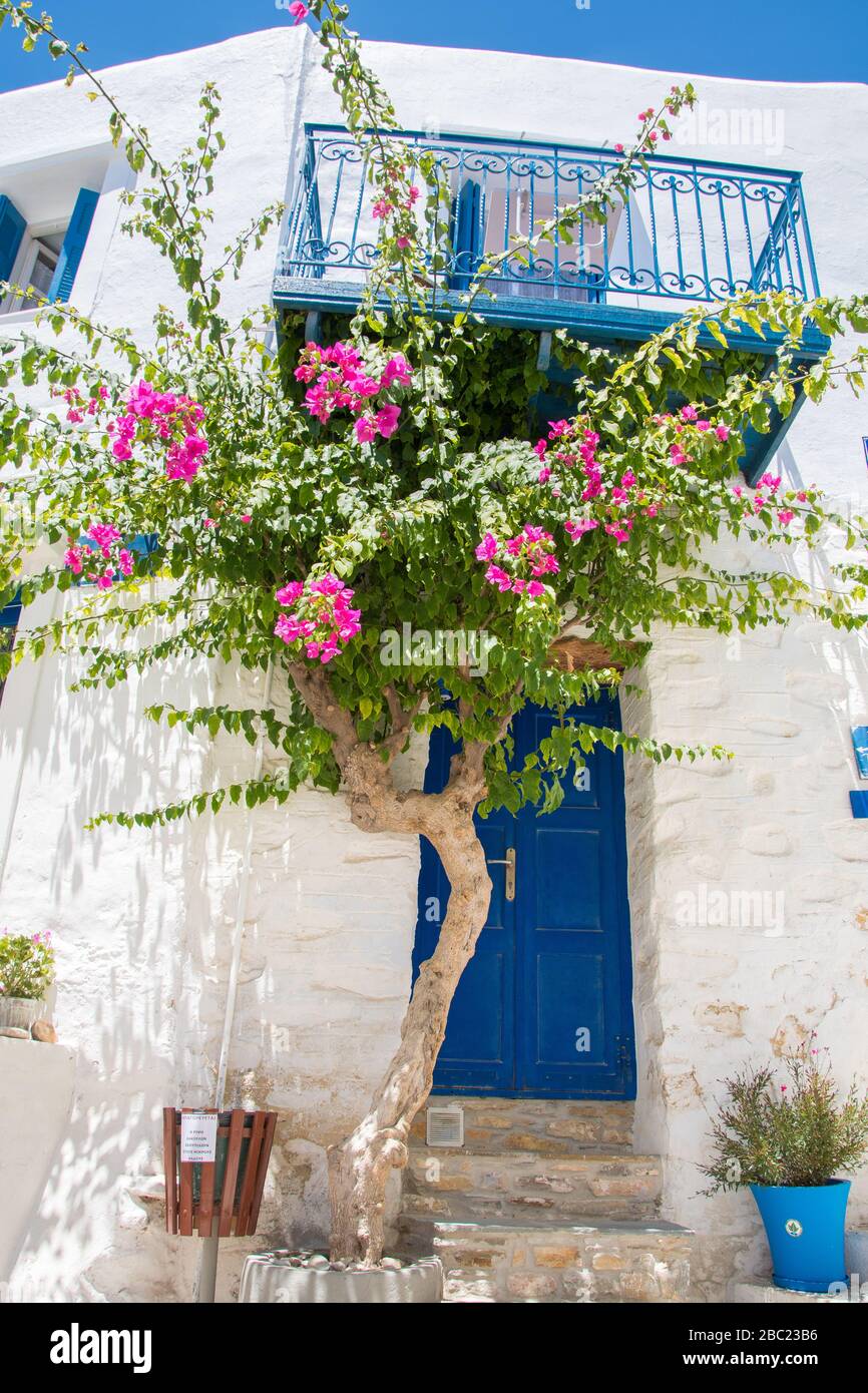 Vista sulla strada di Ano Syros con alberi di bougainvillea colorati e case tradizionali sull'isola di Syros, Grecia Foto Stock