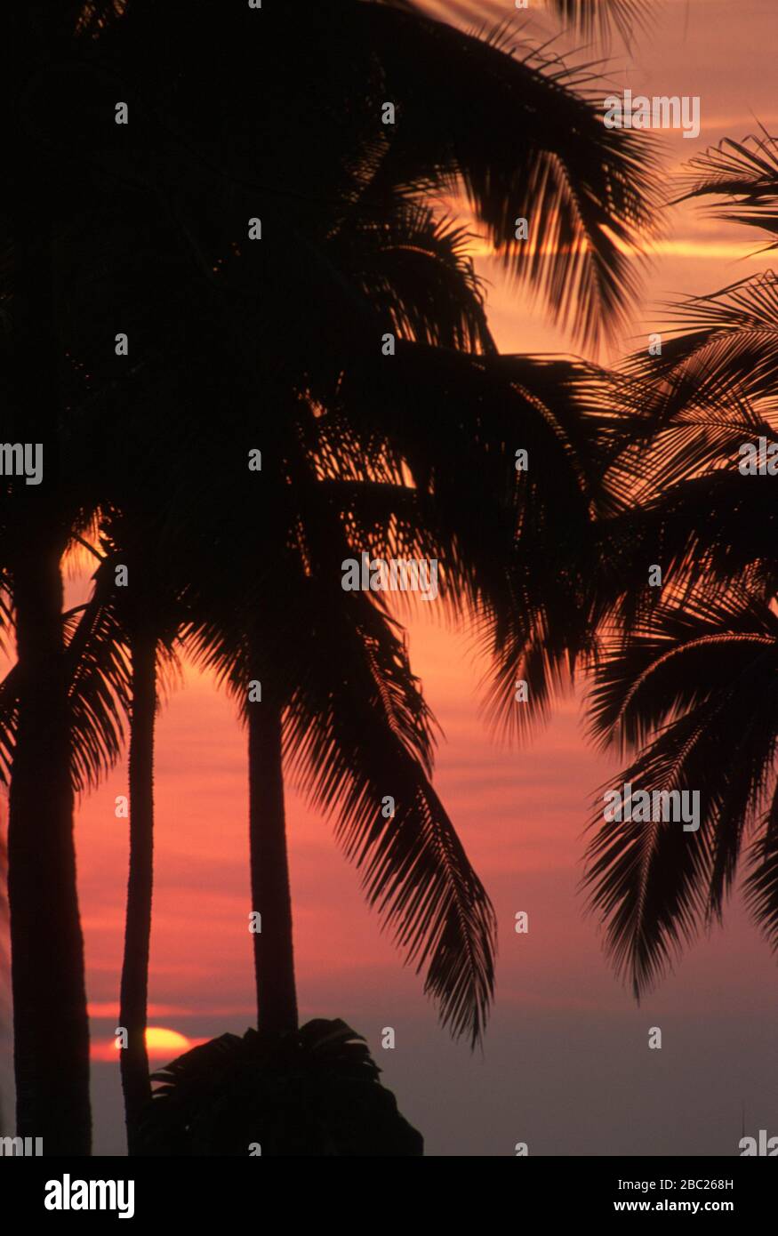 Tramonto sull'Oceano Pacifico, visto attraverso le palme da Careyes, Jalisco, Messico. Foto Stock