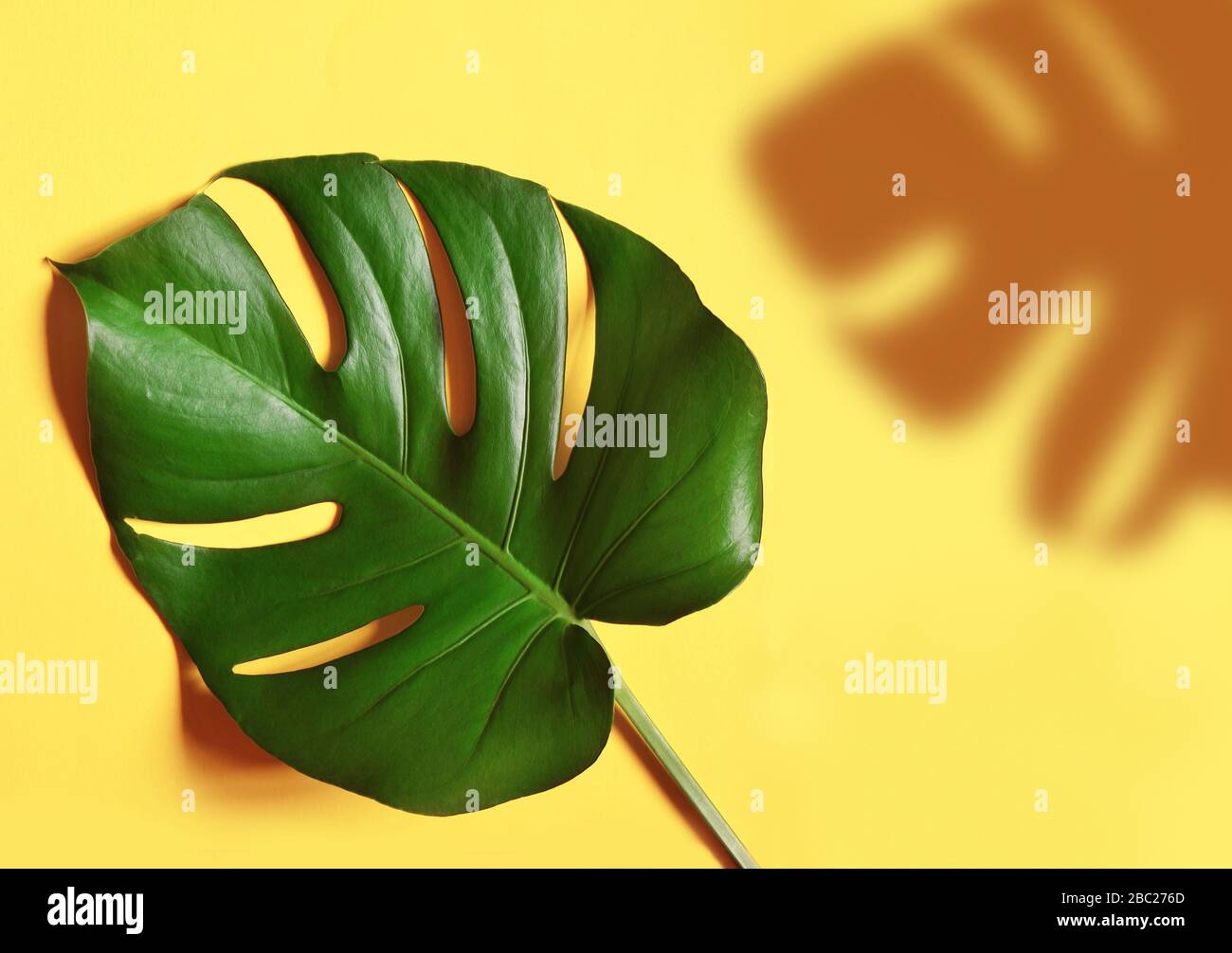 Giungla tropicale foglia Monstera isolato su sfondo giallo. Foto Stock