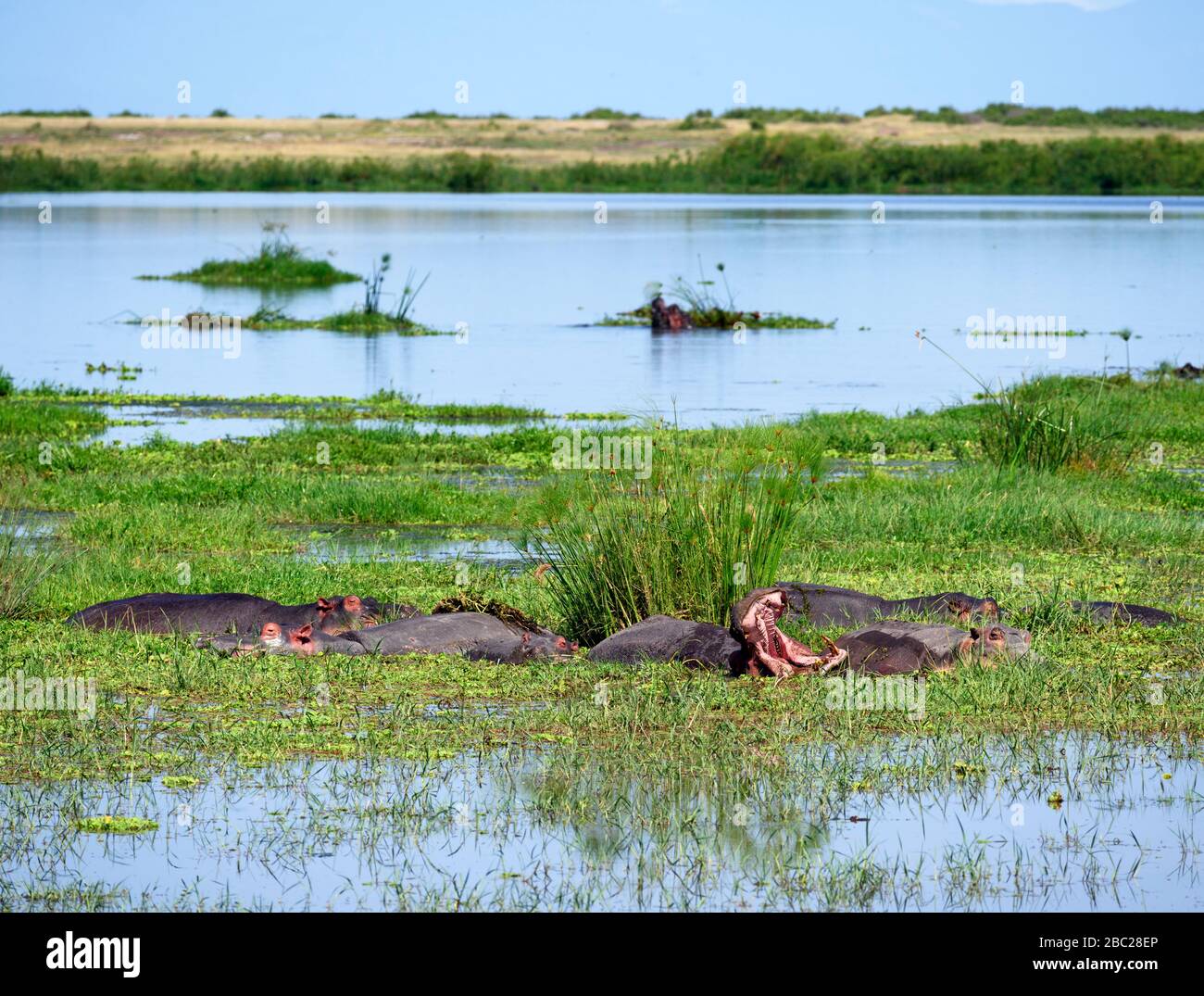 Ippopotamo comune (Hippopotamus anfibio). Gruppo di ippopotami nel Parco Nazionale di Amboseli, Kenya, Africa Foto Stock
