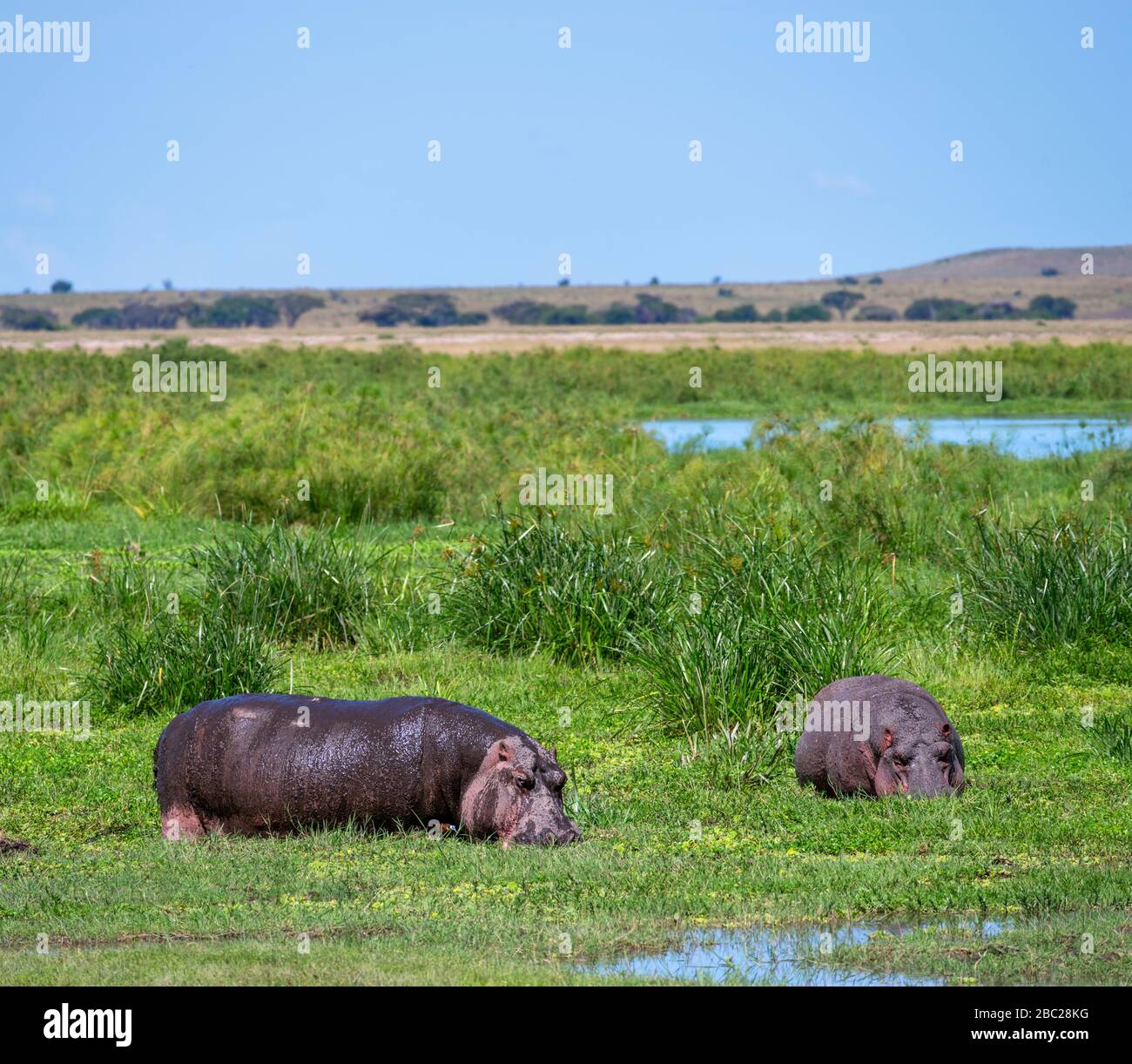 Ippopotami comuni (Hippopotamus anfibio). Ippopotami al pascolo nel Parco Nazionale di Amboseli, Kenya, Africa Foto Stock
