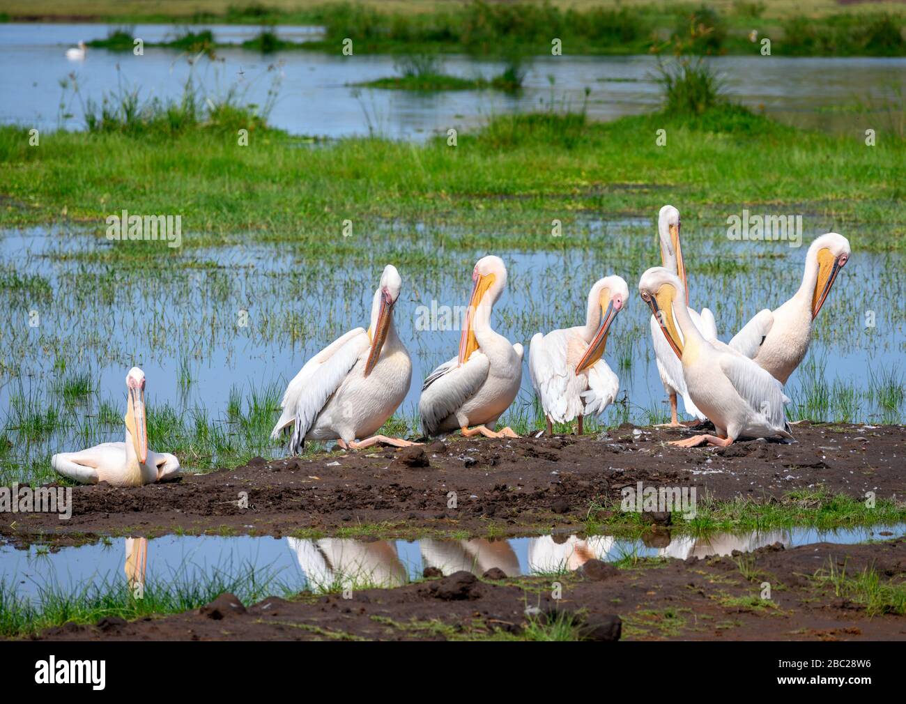 Grande pelicano bianco (Pelecanus onocromalus). Grandi pellicani bianchi nel Parco Nazionale di Amboseli, Kenya, Africa Foto Stock