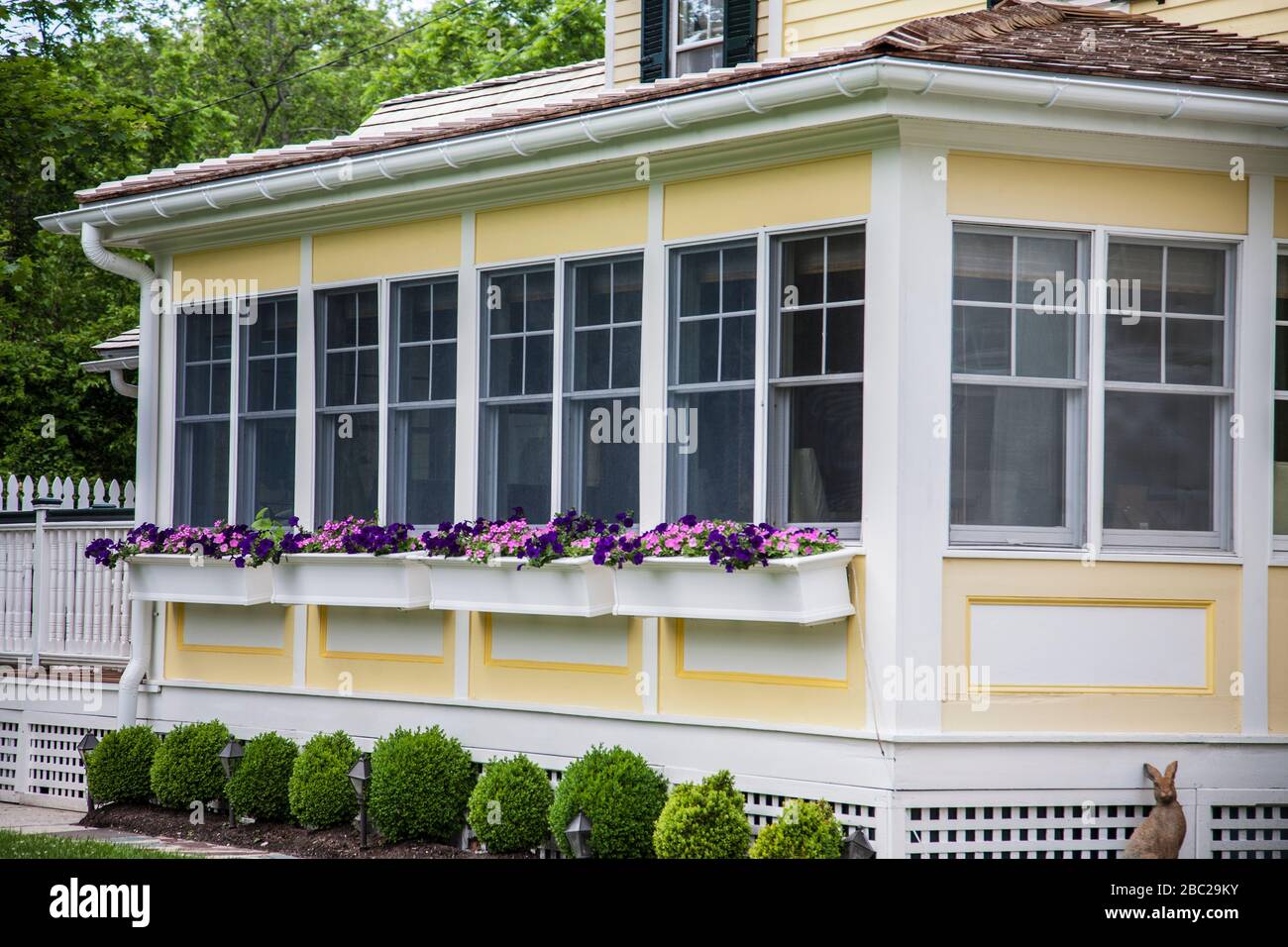 Portico di casa giallo con una fila di finestra a primavera con petunias, Cape May, New Jersey, USA, American viola e rosa fiore bordo primavera Foto Stock