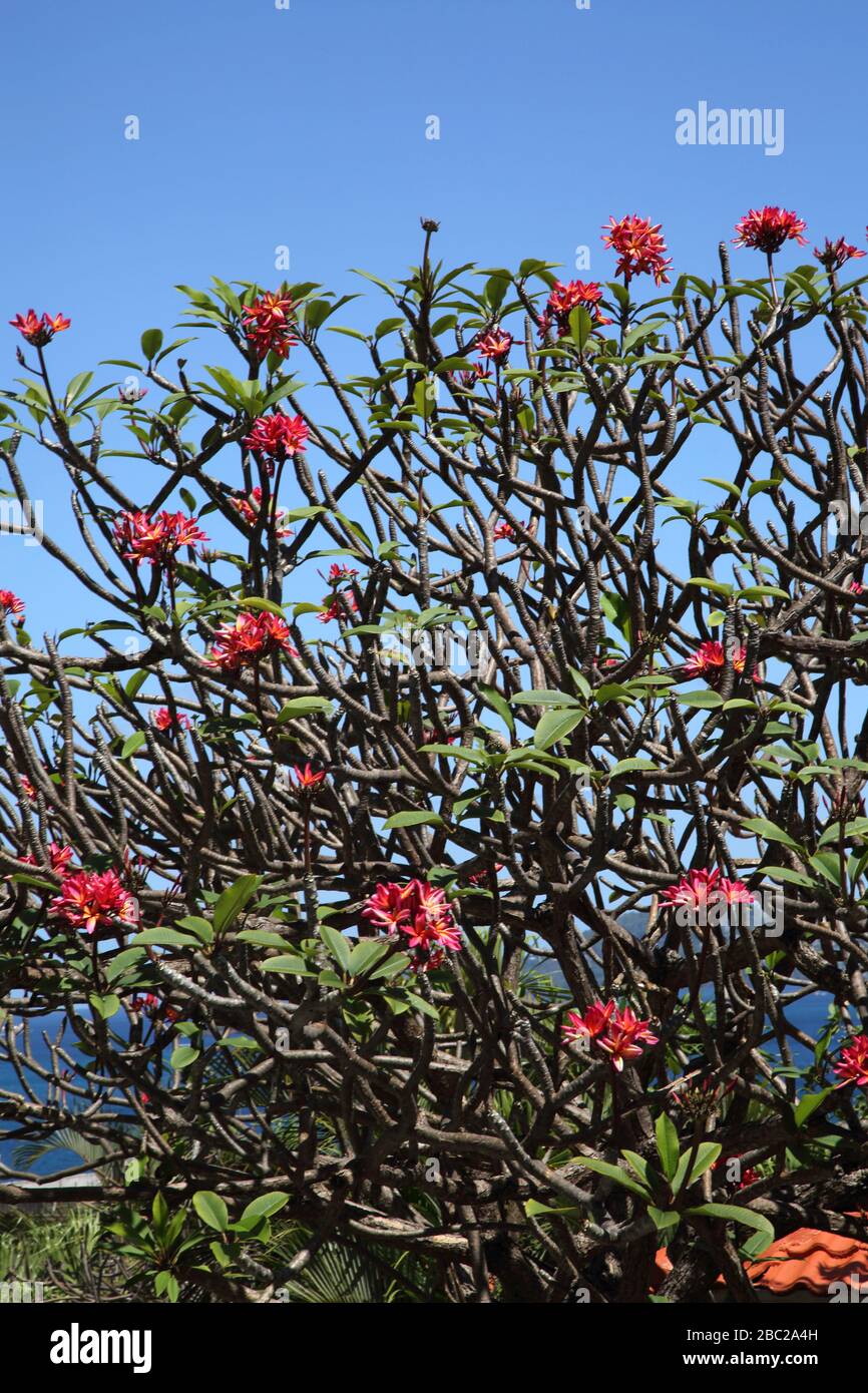 Grenada Mount Cinnamon Hotel Frangipani Tree - Rubra Foto Stock