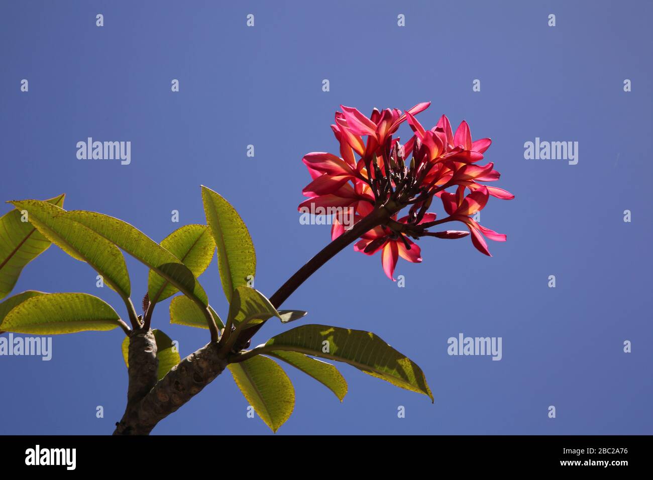 Grenada Mount Cinnamon Hotel Frangipani Tree - Rubra Foto Stock