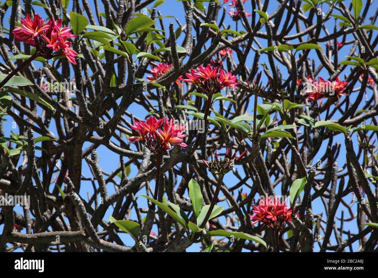 Grenada Mount Cinnamon Hotel Frangipani Tree - Rubra Foto Stock