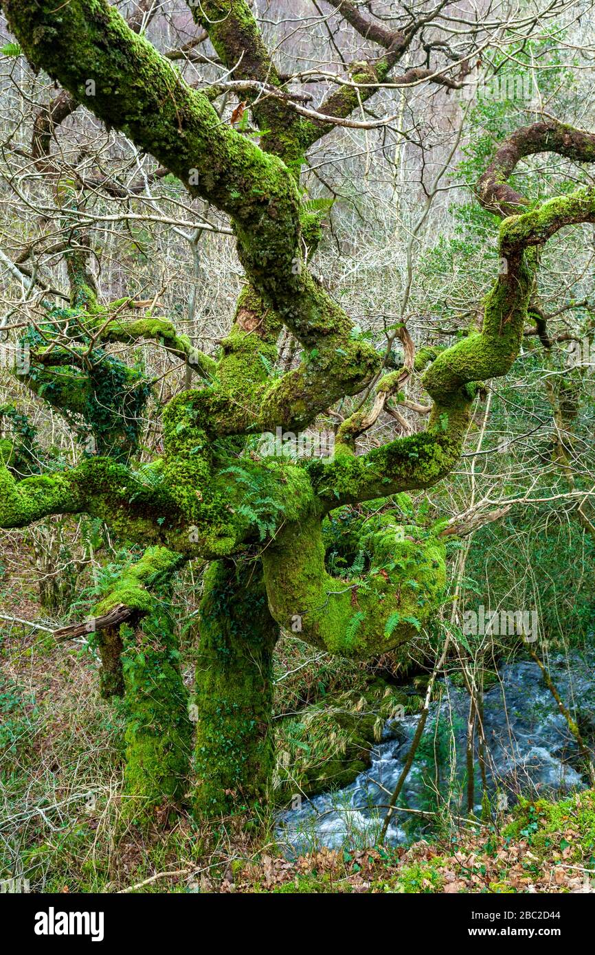 Un vecchio albero coperto in Moss si trova accanto a un torrente in un antico bosco, Gwydyr Forest, Snowdonia National Park, Galles del Nord Foto Stock