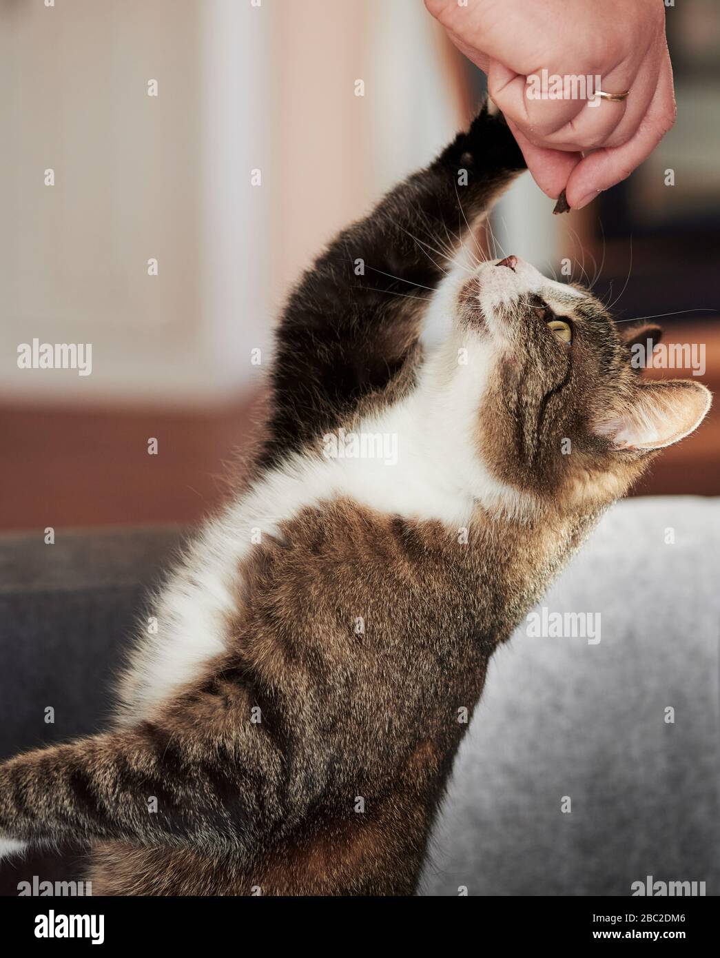 Il gatto bianco marrone sta pescando per una mano che tiene fuori il relativo alimento. Foto Stock