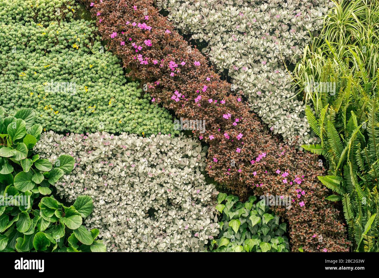 Accurata parete floreale dettaglio con fiori, erbe, felci, foglie. Foto Stock