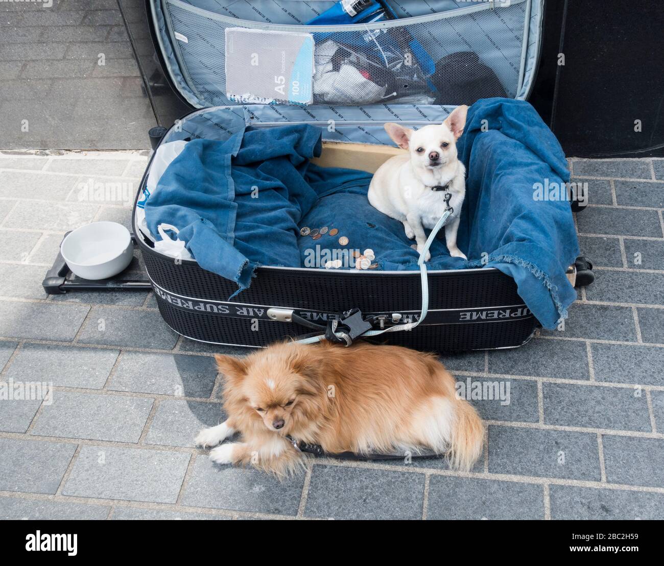 Cani Busker´s. Foto Stock
