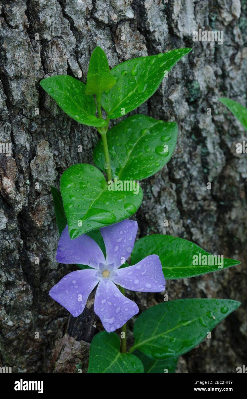 Bigleaf Periwinkle, Vinca Major, crescente Post Oak, Quercus stellata Foto Stock