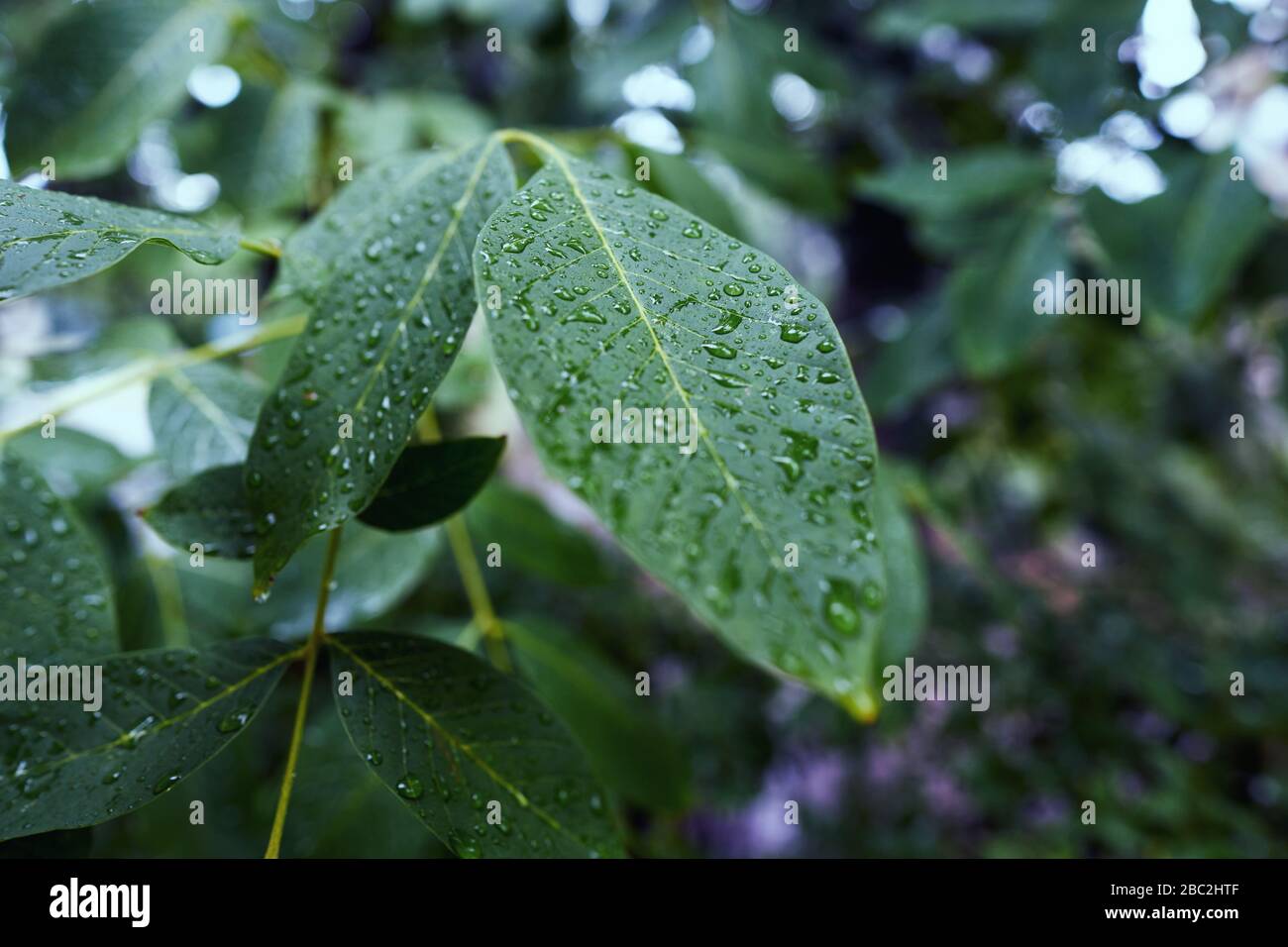 Primo piano di foglie di noce durante la pioggia. Sulle foglie un sacco di gocce d'acqua. Foto Stock