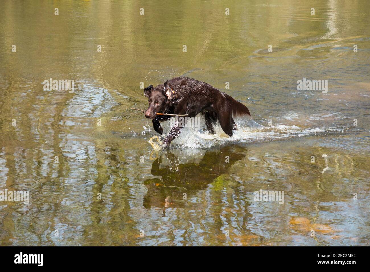 Cane con bastone in bocca e nuoto in esecuzione attraverso stagno acqua / emergente dal lago hanno una corsa per recuperare il bastone. (116) Foto Stock