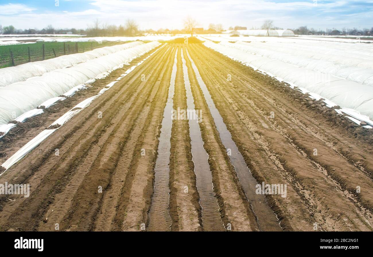Annaffiatura file di piantagioni di carote in modo aperto. Abbondante irrigazione dopo semina di semi. Agricoltura agribusiness, terreni agricoli. Nuovo impianto agricolo Foto Stock