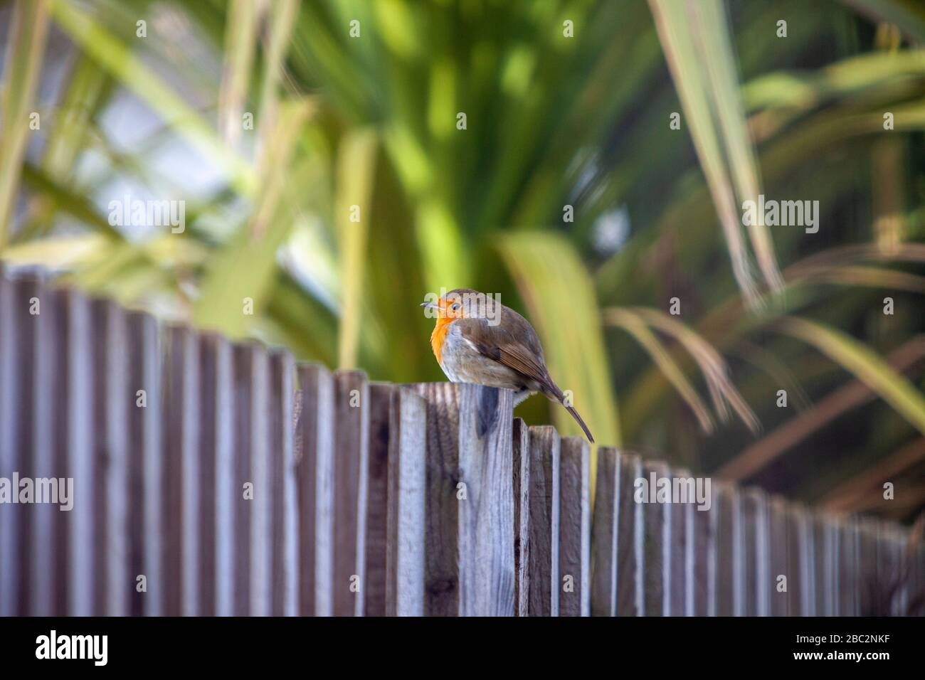 Robin redbreast appollaiato sulla recinzione del giardino Foto Stock