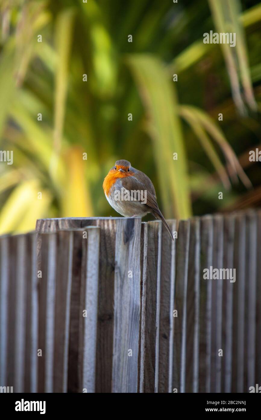 Robin redbreast appollaiato sulla recinzione del giardino Foto Stock