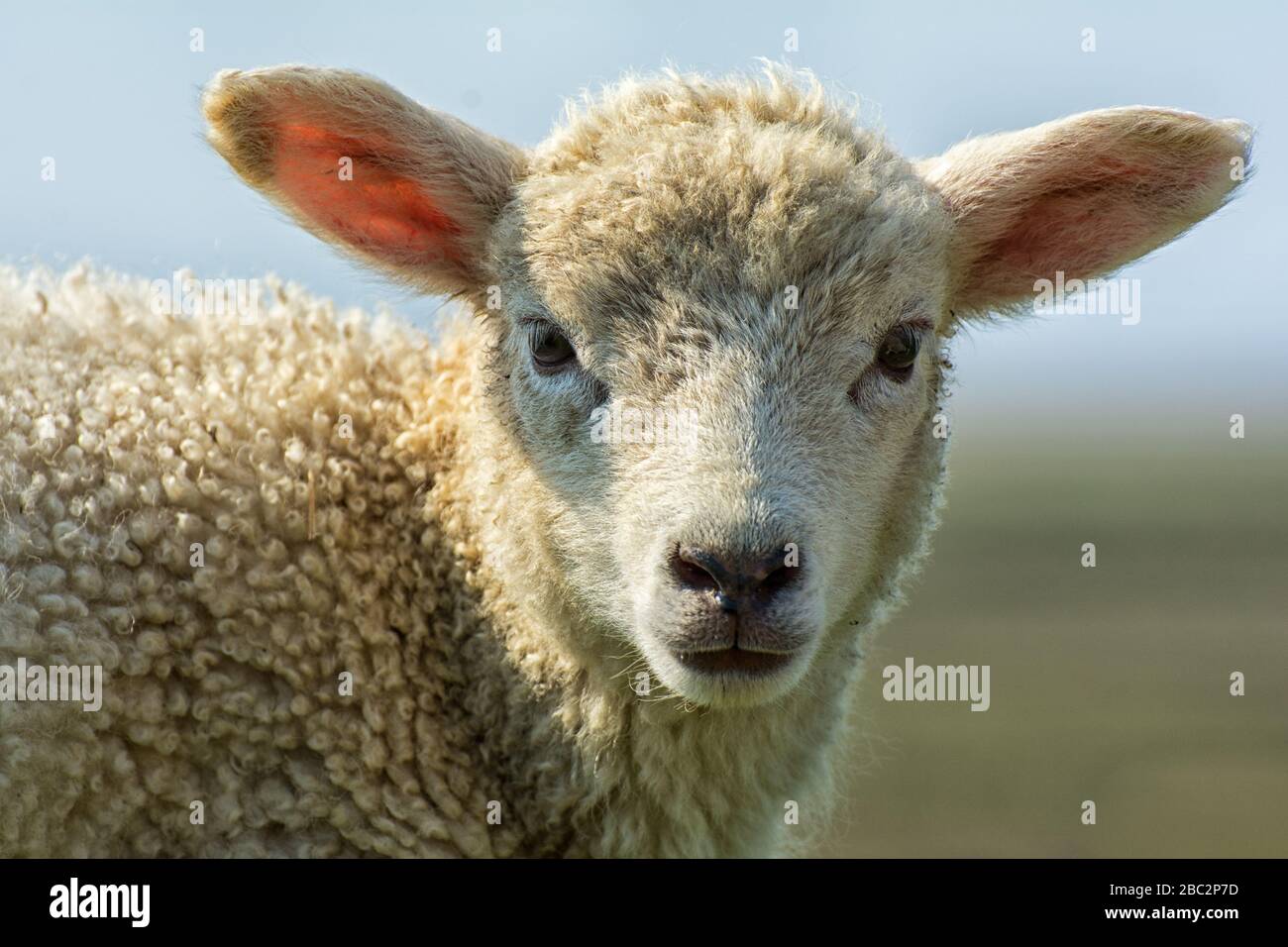 Capo di un giovane agnello Foto Stock