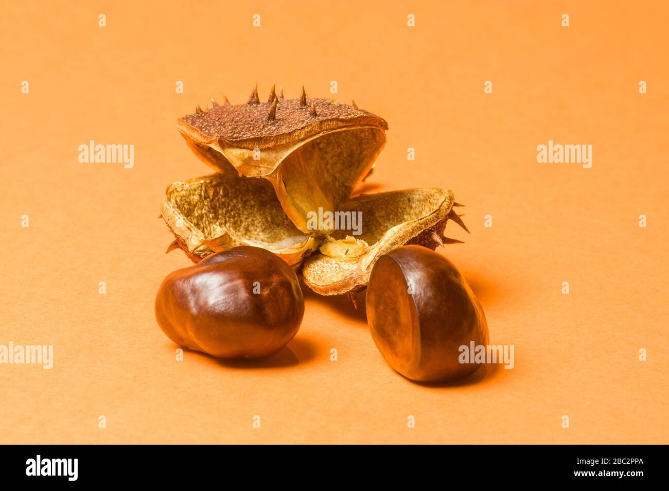 Castagne davanti a buccia di frutta con spine in primo piano Foto Stock