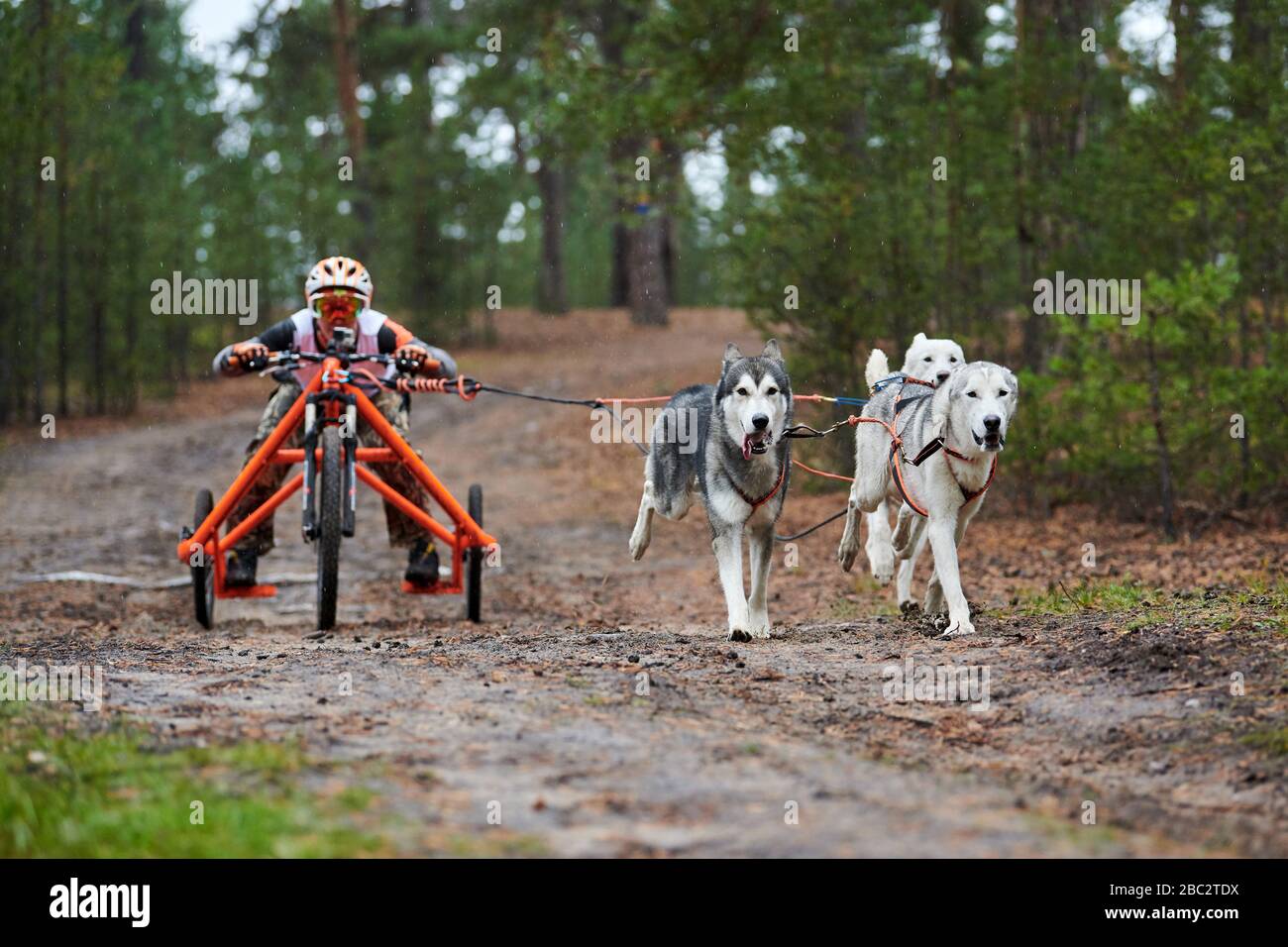 Corsa di attacco del cane da carting. Dente di scorrimento Husky che tira il carrello. Dryland concorso autunnale di mushing cross country. Foto Stock