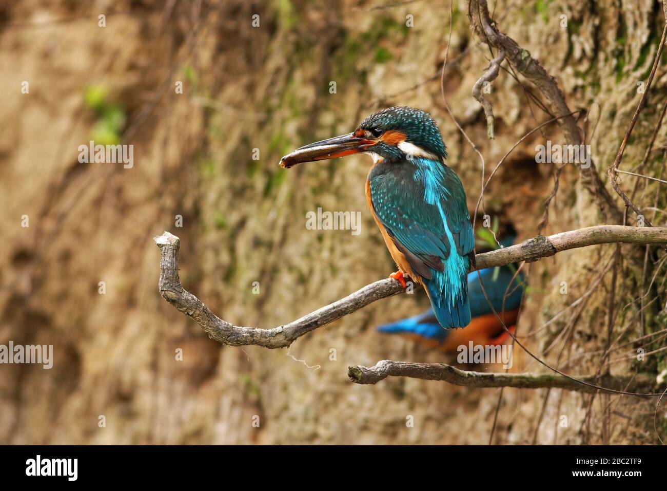 Coppia di Martin pescatore comune in stagione di allevamento scavando una fossa in riva al fiume Foto Stock