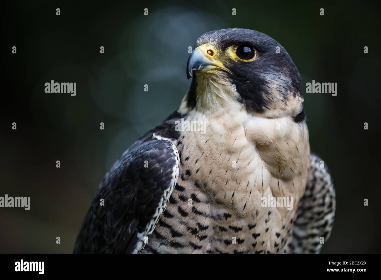 Falco peregrino, rapace, sparo medio di testa, fondo scuro Foto Stock