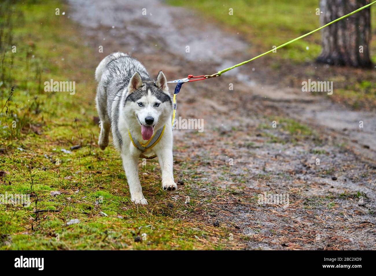 Corsa di corsa con cani da slitta con dryland da cross country. Husky slitta cane tirare una bicicletta con cane musher. Concorso autunnale. Foto Stock