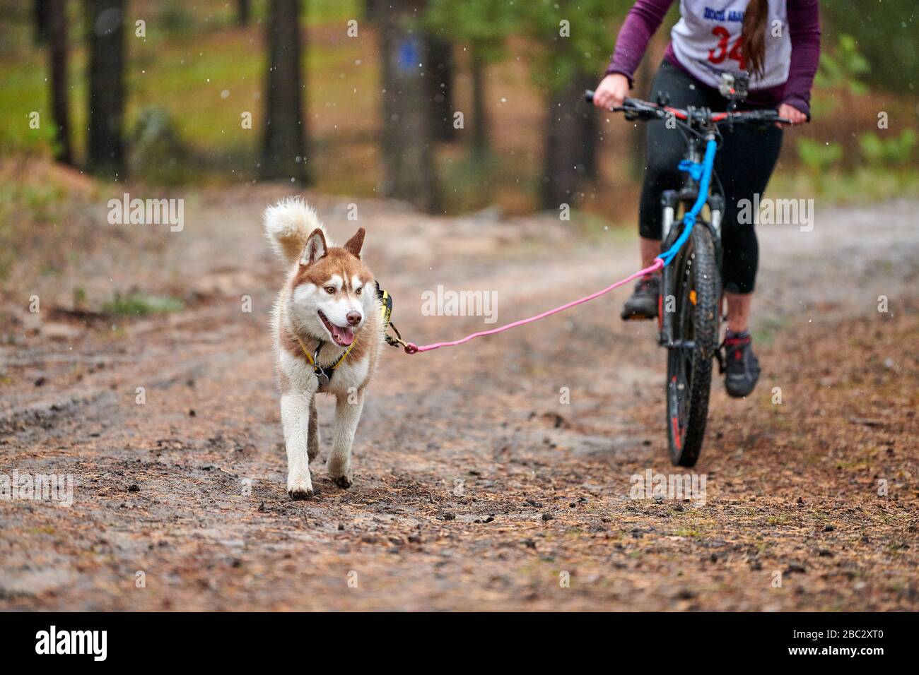 Corsa di corsa con cani da slitta con dryland da cross country. Husky slitta cane tirare una bicicletta con cane musher. Concorso autunnale. Foto Stock