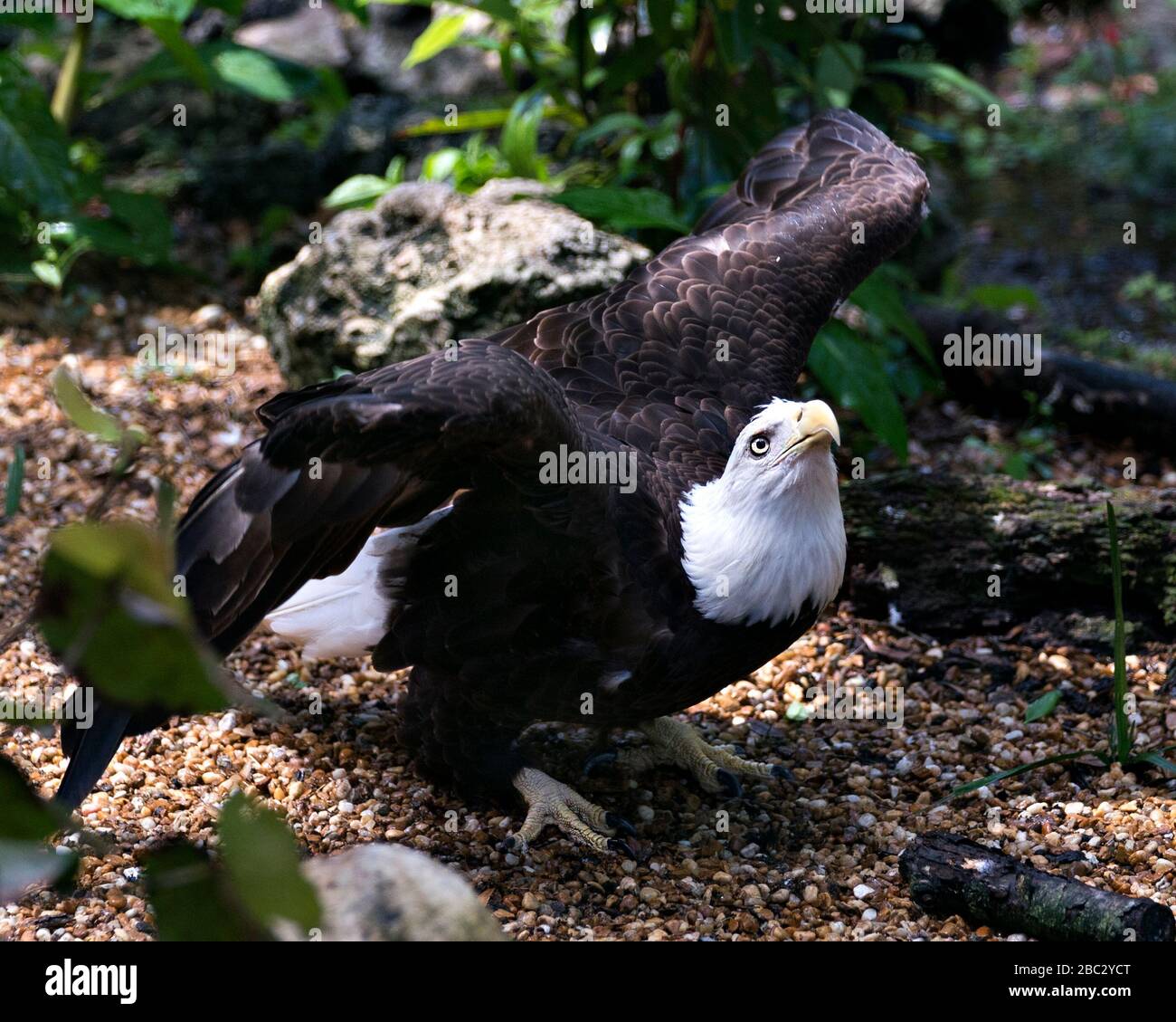 Bald Eagle uccello primo piano vista profilo con ali spalmabili guardando verso il cielo con sfondo bokeh, nel suo ambiente e circostante mostra h Foto Stock