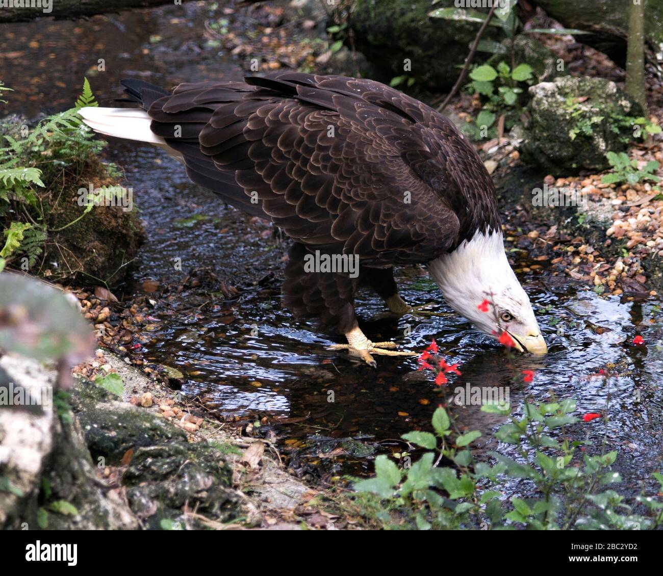Bald Eagle uccello primo piano vista profilo acqua potabile nel fiume con uno sfondo fogliame, che mostra corpo, testa, occhi, piume, coda e taloni in Foto Stock