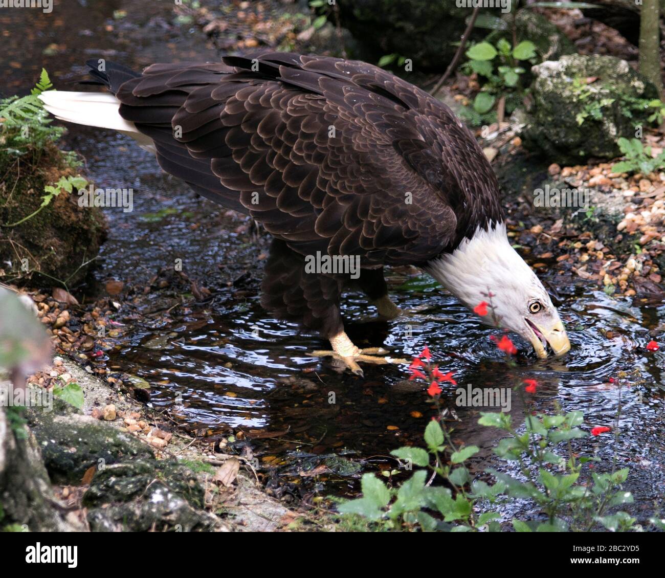 Bald Eagle uccello primo piano vista profilo acqua potabile nel fiume con uno sfondo fogliame, che mostra corpo, testa, occhi, piume, coda e taloni in Foto Stock