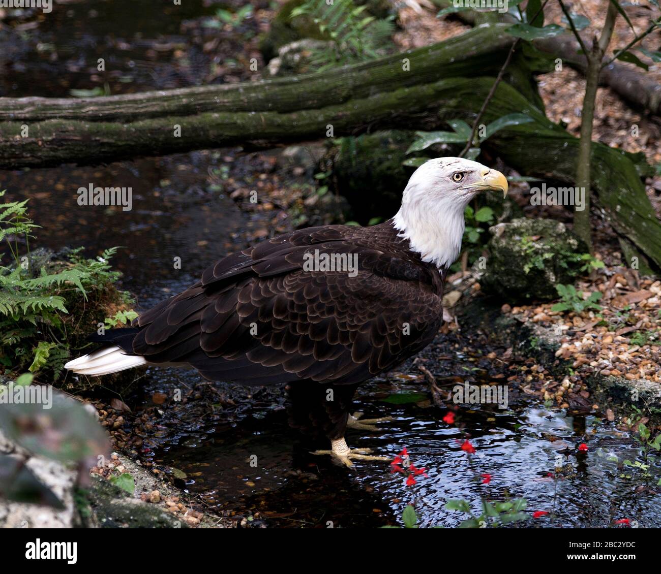 Bald Eagle uccello primo piano vista profilo in piedi nel fiume con fiori rossi e fogliame sfondo, guardando le vie laterali nel suo ambiente e surrogun Foto Stock