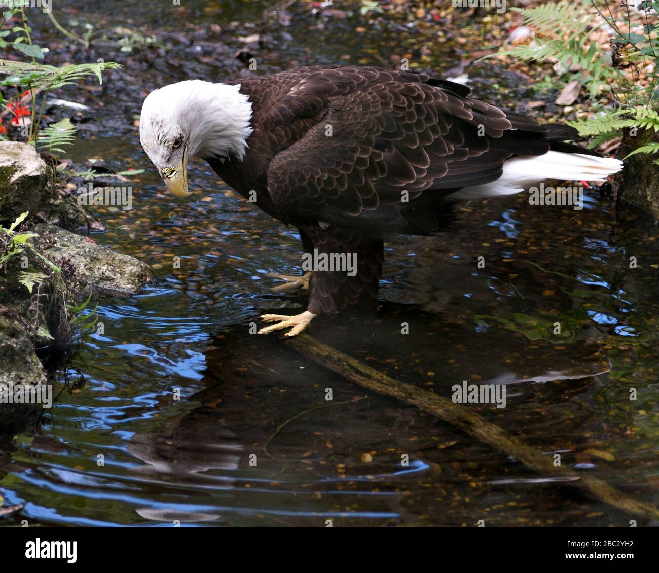 Bald Eagle uccello primo piano vista profilo arroccato su un ramo in acqua guardando la sua riflessione con sfondo fogliame, nel suo ambiente e surro Foto Stock