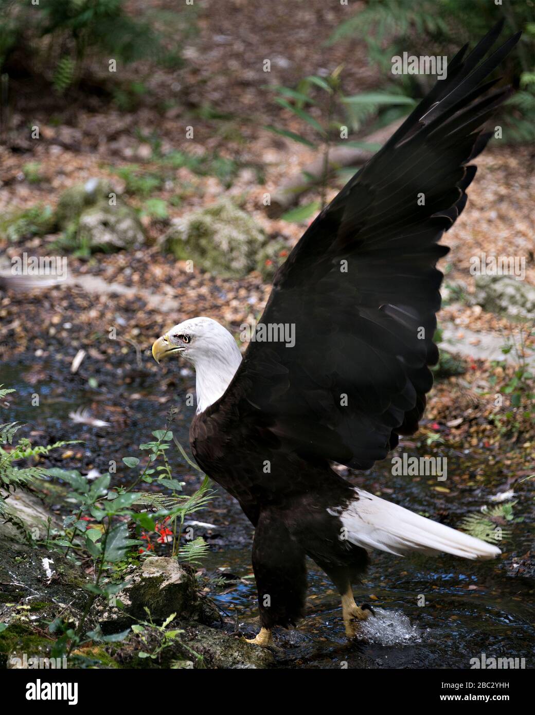 Bald Eagle uccello primo piano vista profilo in acqua con ali spalmate con sfondo bokeh, nel suo ambiente e dintorni. Foto Stock
