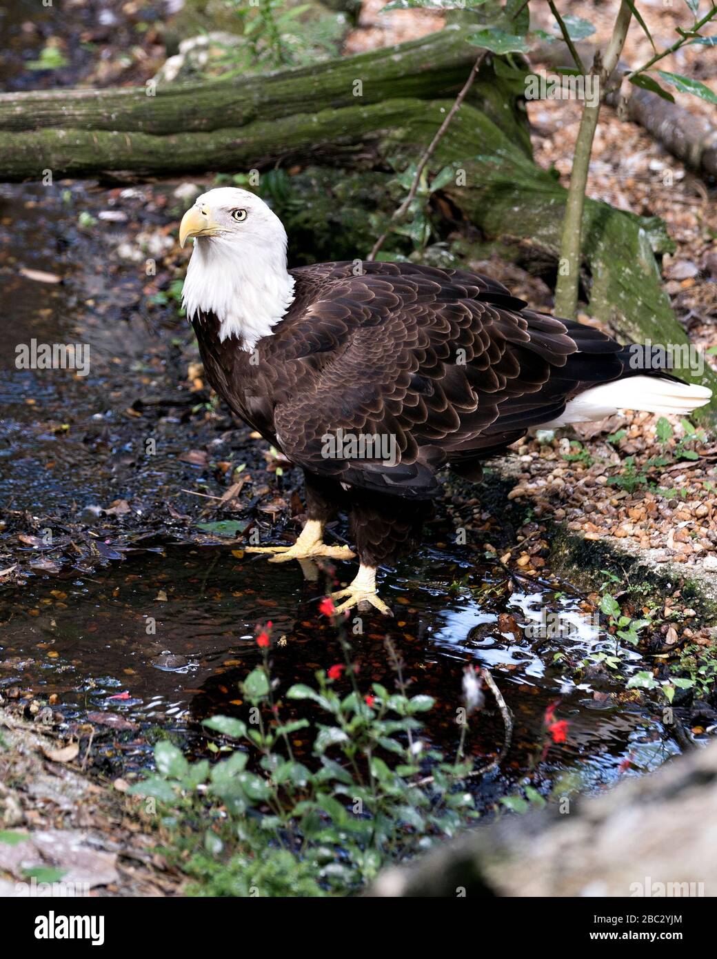 Bald Eagle uccello primo piano vista profilo nel fiume con un fogliame sfondo e fiore primo piano, visualizzazione corpo, testa, occhi, piume, coda e t Foto Stock