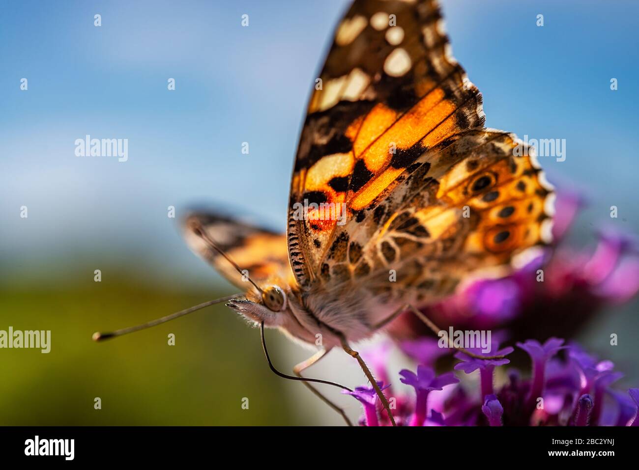 Dipinto Lady Butterfly lato inferiore su fiori di buddleia con cielo blu Foto Stock