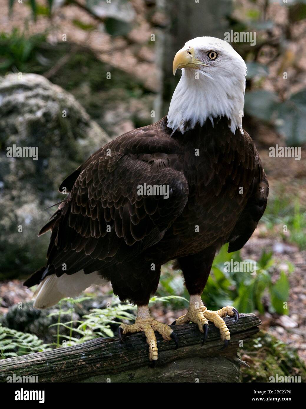 Bald Eagle uccello primo piano vista profilo arroccato su un ramo con sfondo bokeh, guardando la sinistra nel suo ambiente e dintorni. Foto Stock