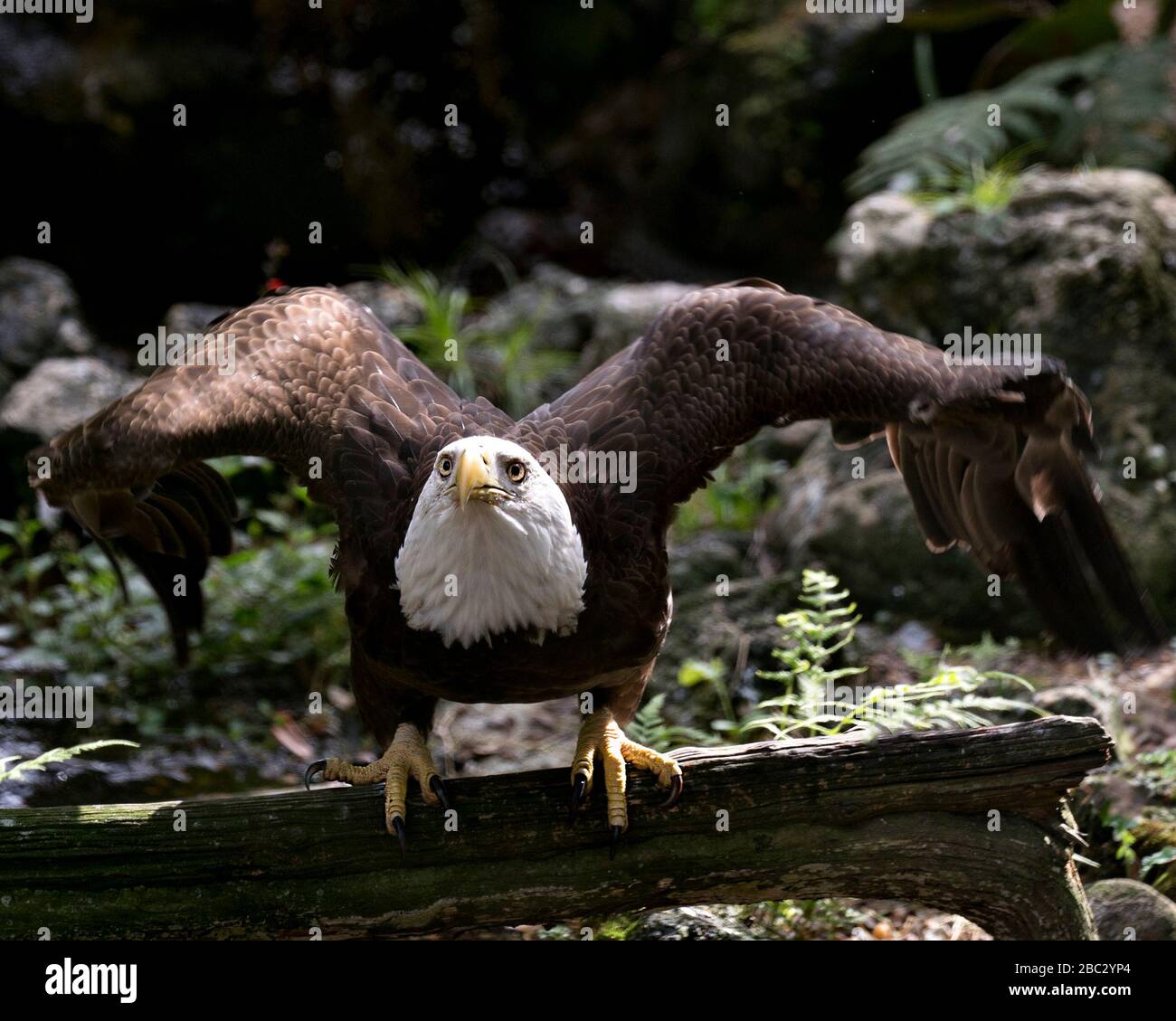 Bald Eagle uccello primo piano vista profilo arroccato su un ramo con bokeh sfondo, guardando la fotocamera con le ali spalmabili nel suo ambiente e surrou Foto Stock