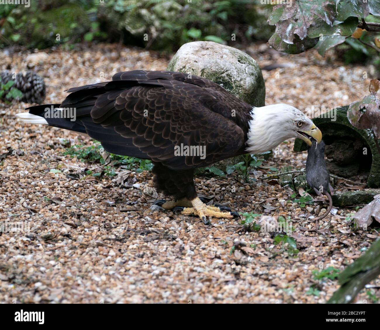Bald Eagle uccello primo piano vista profilo mangiare la sua preda con sfondo bokeh, nel suo ambiente e dintorni. Foto Stock