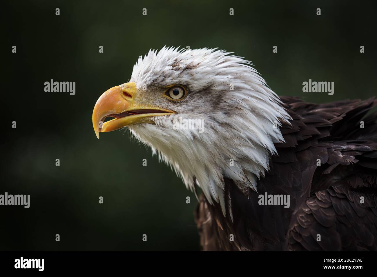 Aquila calva Haliaeetus leucocephalus con testa bianca Foto Stock