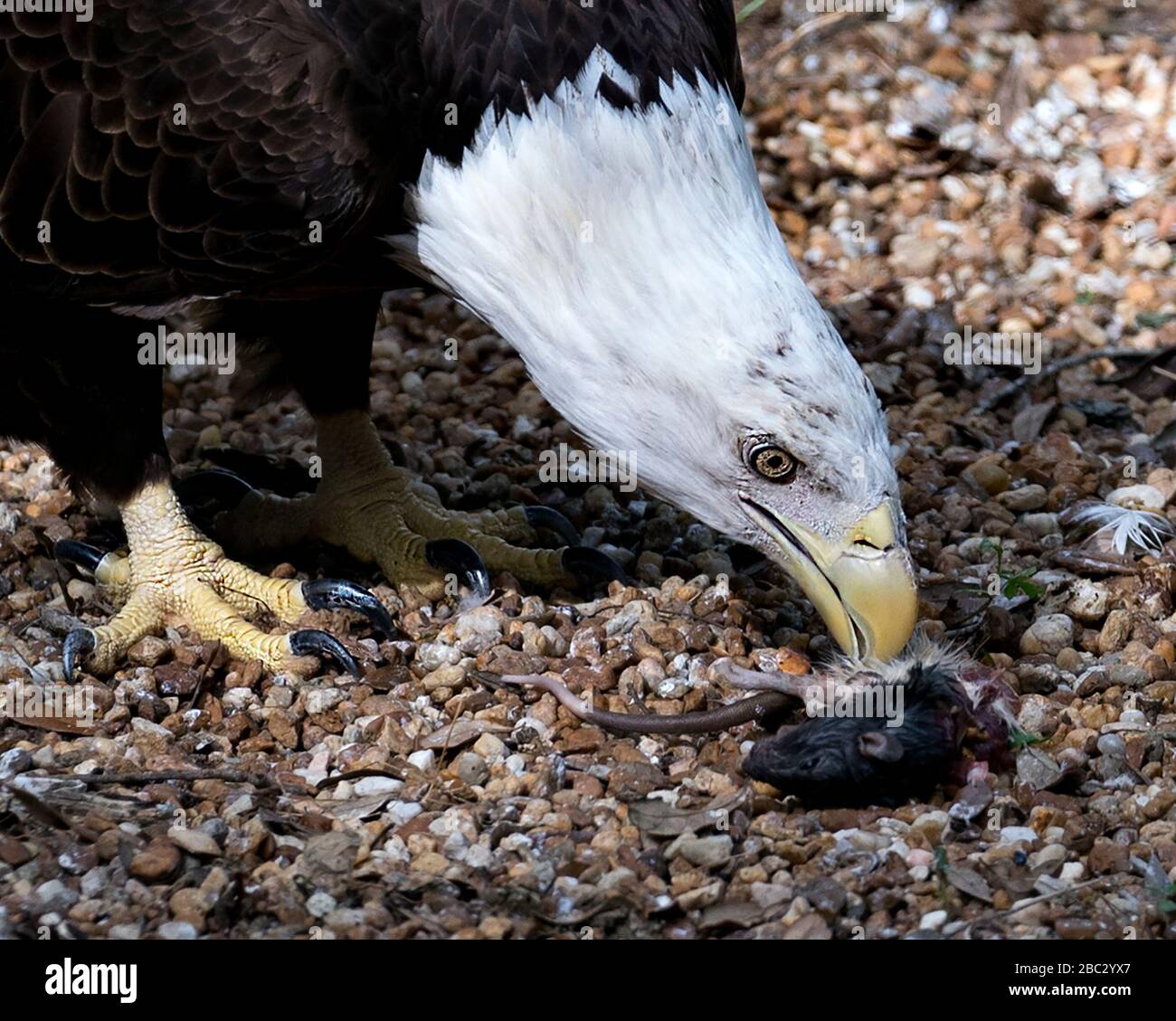 Bald Eagle uccello primo piano vista profilo mangiare la sua preda con sfondo di ghiaia, nel suo ambiente e dintorni. Foto Stock