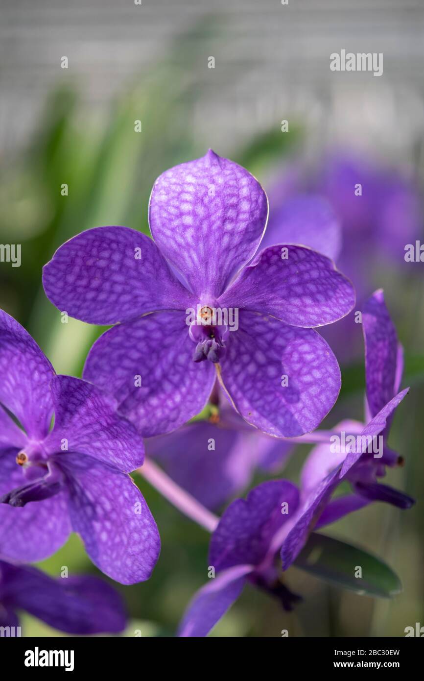 Orchidea fiore, blu, viola colore dalla Thailandia Foto Stock